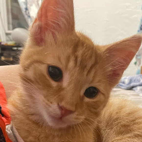 Meet your Posher, Xuhan - Picture 1 of 1